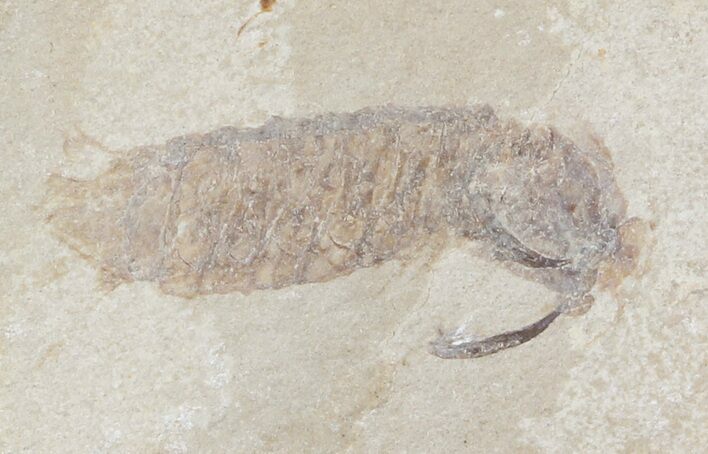 Cretaceous Mantis Shrimp (Sculda) - Lebanon #48539